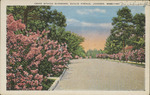 Crepe Myrtle Blossoms, Euclid Avenue, Jackson, Mississippi