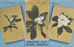 Mississippi State Flower--Magnolia, July 16, 1951 Mississippi State Flower--Magnolia, July 16, 1951