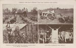 Cabbage and Boys Farming Their Way Through High School, Piney Woods School, Piney Woods, Mississippi