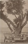 A Live Oak Tree On the Edge of the Water With Ladies Sitting in the Branches, Ocean Springs, Mississippi