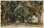 Benachi Avenue Oaks, Biloxi, Mississippi