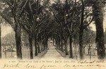 Avenue to Our Lady of the Woods: A Wooded Path Leading to a Gazebo