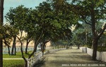 Shell Road Lined with a White Fence and Trees, Bay St. Louis, Mississippi