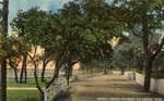 Shell Road Lined with a White Fence and Trees, Bay St. Louis, Mississippi