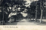 A Tree Lined Street, Pass Christian, Mississippi