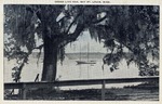 Grand Live Oak, Draped in Spanish Moss