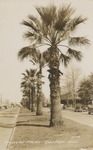 Palm Trees in a Median, Gulfport, Mississippi