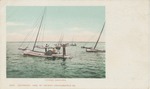 Oyster Dredging, Biloxi, Mississippi