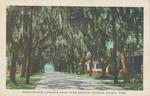 Moss Draped Live oaks Arched Over Benachi Avenue, Biloxi, Mississippi