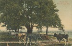 Beach View with Cows, Bay St. Louis, Mississippi