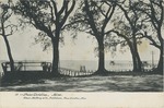 Trees and Piers on the Coast, Pass Christian, Mississippi