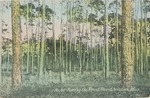 Among the Pines, Pass Christian, Mississippi, An image of a Long Leaf Pine Forest