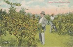 Men in an Orange Grove, Gulfport, Mississippi