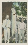 Tarpon Caught at Biloxi, Mississippi