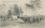 Oxen Hauling Logs, Ocean Springs, Mississippi