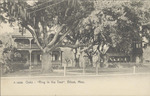 Oaks--"Ring in the Tree", Biloxi, Mississippi