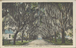 Benachi Avenue, Arched By Boss Covered Live Oaken Trees, 100 Years Old, Biloxi, Mississippi