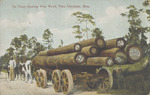 Ox Team Hauling Pine Wood, Pass Christian, Mississippi