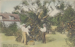 Orange Picking Near Biloxi, Mississippi