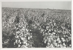 Cotton Field at King and Anderson Plantation, Clarksdale, Mississippi