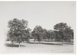 Tree Grove at King and Anderson Plantation, Clarksdale, Mississippi by Marion Post-Walcott