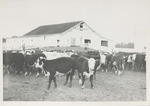 Cattle In Front of a Barn at King and Anderson Plantation, Clarksdale, Mississippi