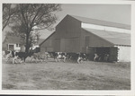 Cattle Entering a Barn  at King and Anderson Plantation, Clarksdale, Mississippi