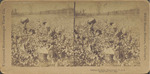 Cotton Picking, Mississippi, U. S.