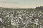 Cotton Scene Near Yazoo City