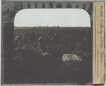 Picking Cotton, Mississippi
