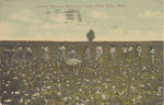 Cotton Pickers, Proctor's Farm, West Point, Mississippi