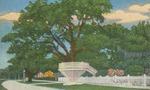Sturdy Oak Tree, East Beach, Biloxi, Mississippi