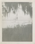 Spanish Moss in Front of Water on the Back Bay