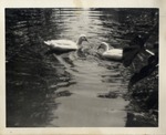 Two Ducks in Water, City Park, New Orleans, Louisiana
