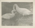 Two Swans on the Bank of a Pond