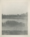 Pond with Trees and Tall Grasses on the Banks