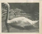 A Swan and a Small Duck on the Water