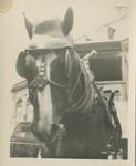 Horse in a Hat