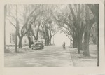 Bicycle and Car on a Tree Lined Street