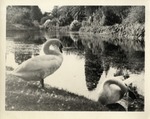 Two Swans on the Bank of a Pond