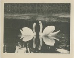 Two Swans Facing Each Other on the Water