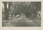 Cars Parked on the Street Beneath Spanish Moss Hung Trees