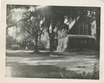Spanish Moss Hung Trees In Front of a Church