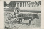 Man Seated on a Wagon Pulled by an Ox, Aberdeen, Mississippi