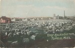 7000 Bales of Cotton In a Field In Front of Houses, Tupelo, Mississippi