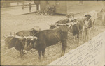 Oxen Being Driven On A Dirt Street