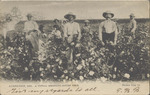 A Typical Mississippi Cotton Field, Aberdeen, Mississippi