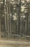 Longleaf Timber Near Laurel, Mississippi