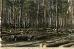 Pine Forest Near Hattiesburg, Mississippi