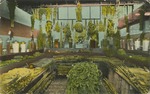 Green Plants on Display at the Exhibit of the Hattiesburg Commercial Club at Mississippi State Fair